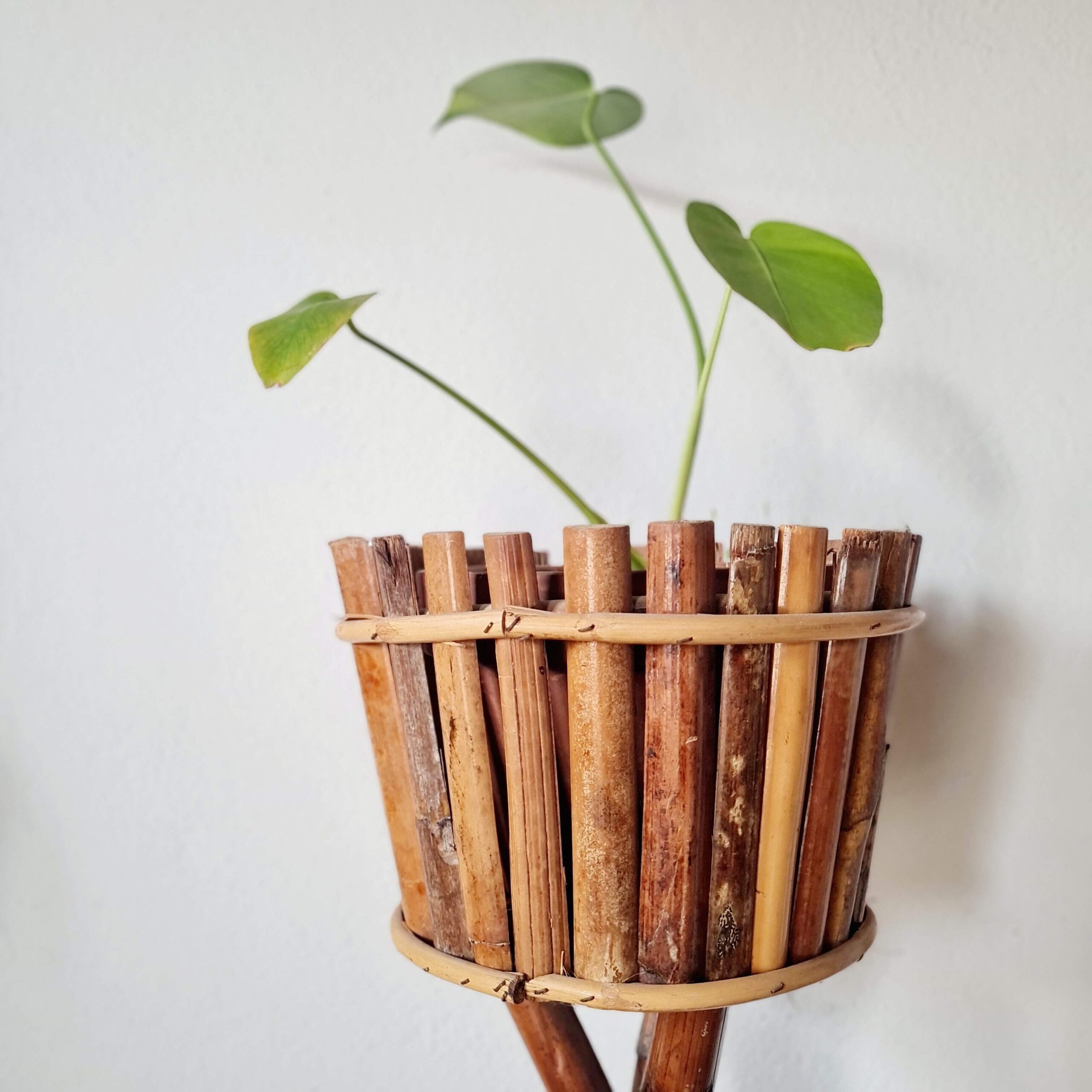Gros plan sur le pot supérieur du support en bambou, contenant une jeune plante de Monstera aux feuilles vertes en forme de cœur sur un fond blanc.