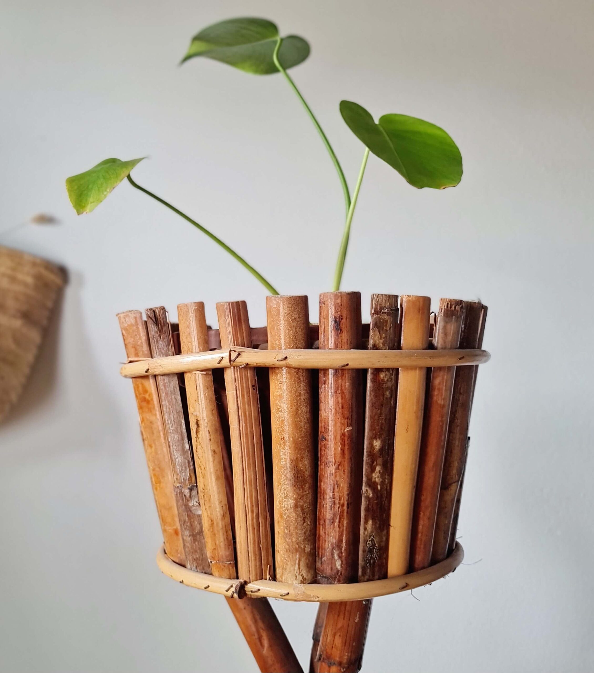 Gros plan rapproché du pot supérieur en bambou, contenant une jeune plante de Monstera aux feuilles caractéristiques, sur un fond de mur blanc uni.
